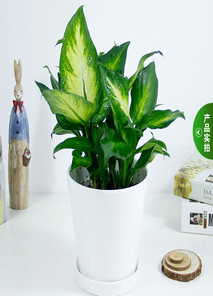 鄞州花木租赁设计